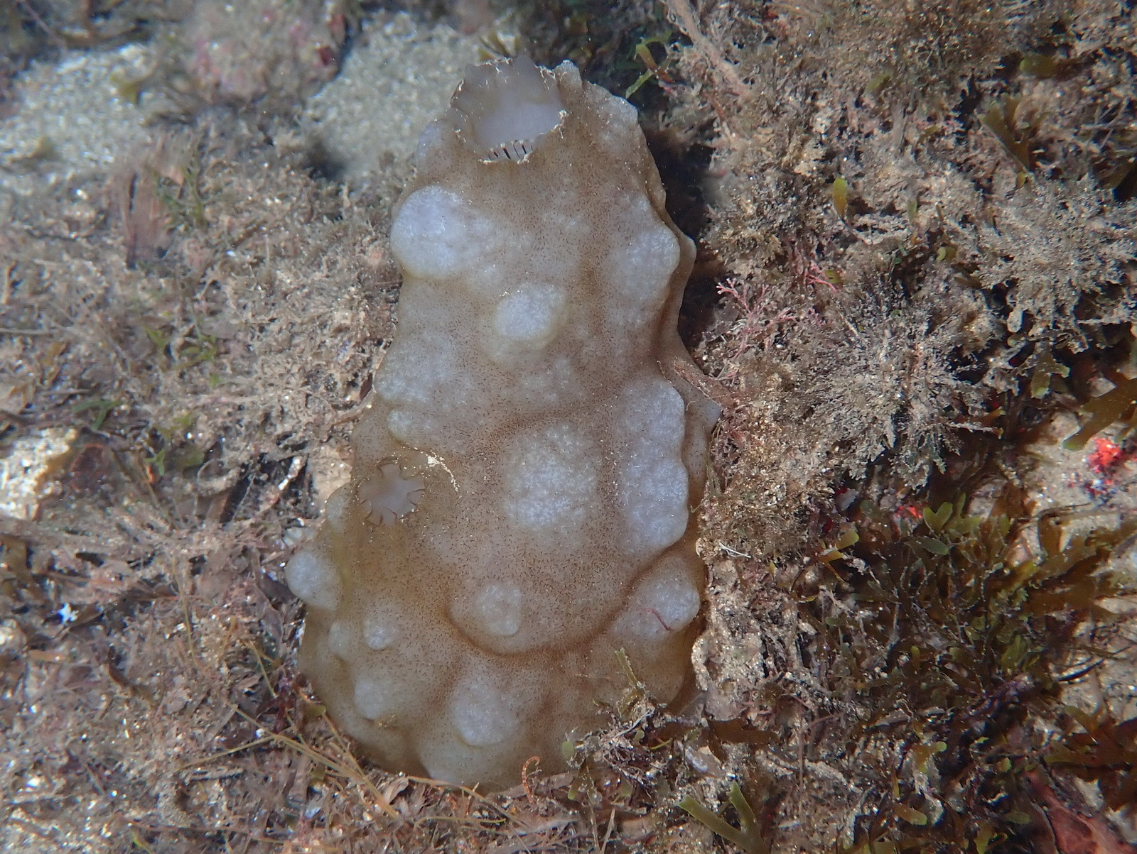 Phallusia mammillata (Cuvier, 1815)