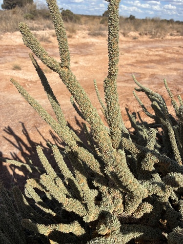 Lawrencia helmsii, 2026-02-08