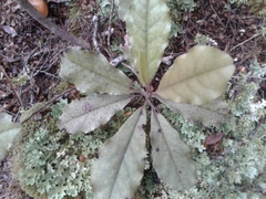 Quintinia serrata