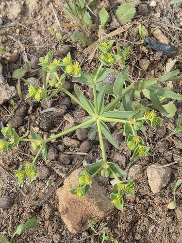 carnation spurge