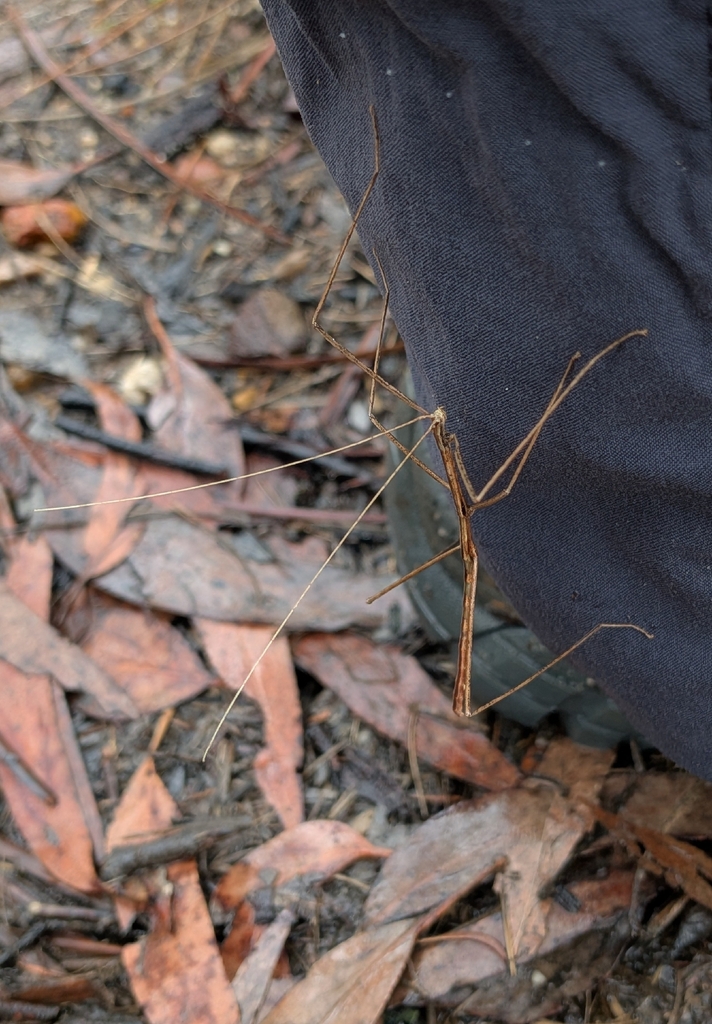 Sydney Stick Insect from Blue Mountains, NSW, Australia on February 8 ...