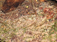 Caridina cantonensis