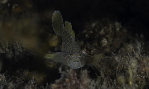 Priolepis cincta observed 2026-02-08