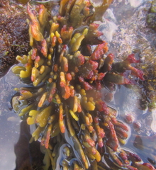 Xiphophora chondrophylla
