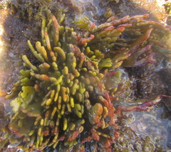 Xiphophora chondrophylla