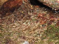 Caridina cantonensis