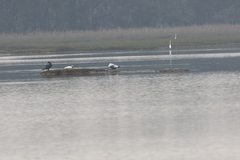 Larus argentatus vegae