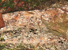 Caridina cantonensis