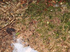 Caridina cantonensis