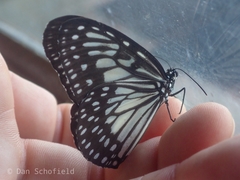 Ideopsis
