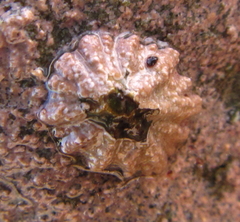 Epopella plicata