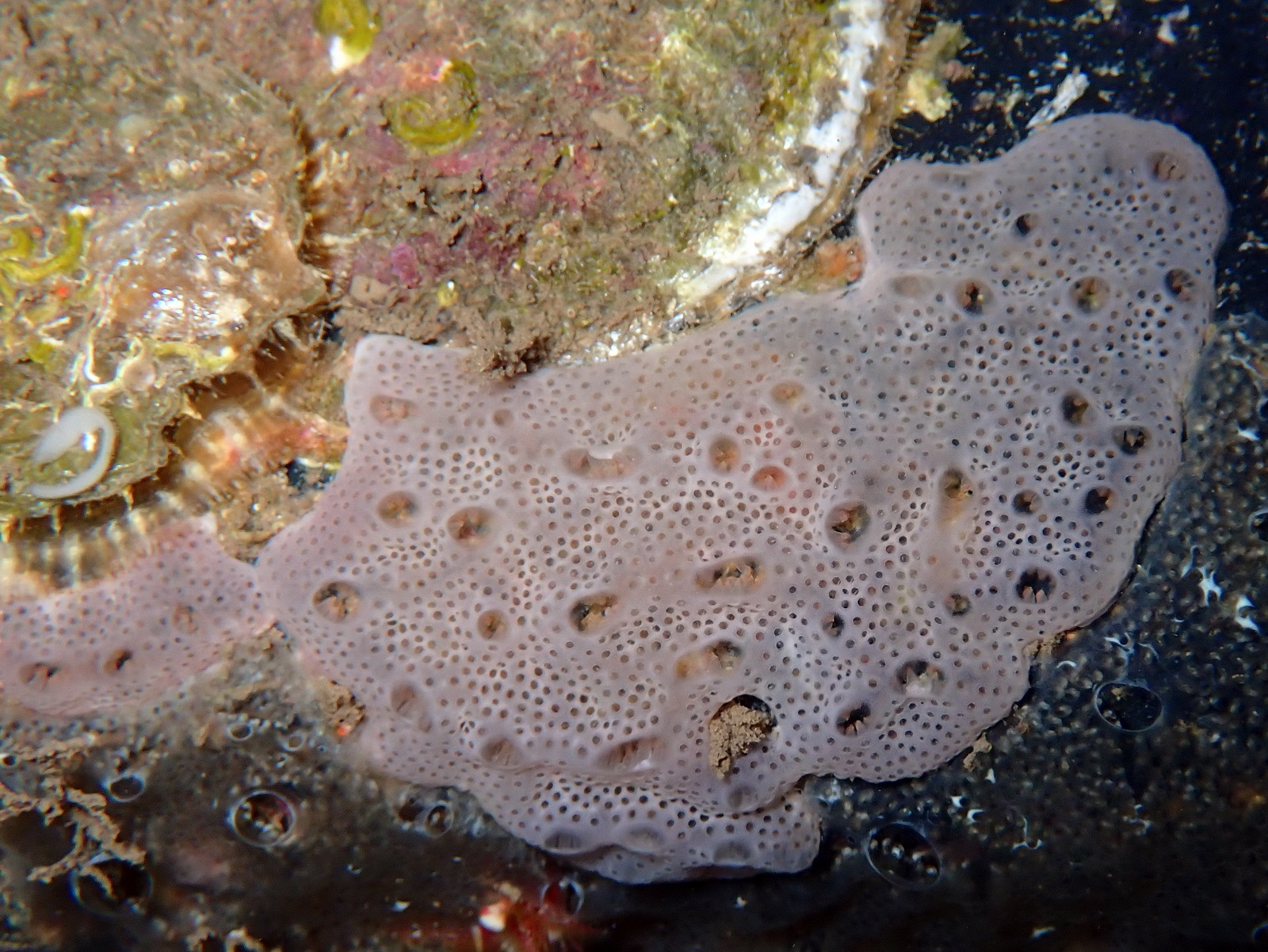 Lissoclinum perforatum (Giard, 1872)