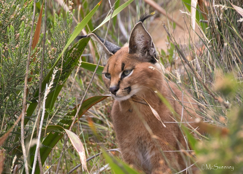 Caracal, photo 8 of 10