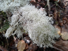 Cladonia confusa