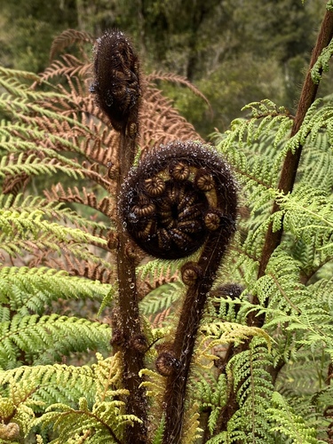 Dicksonia squarrosa
