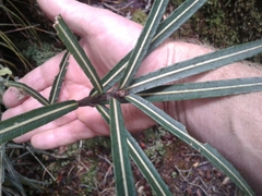 Pseudopanax linearis
