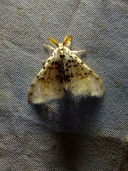 Lymantria novaguineensis