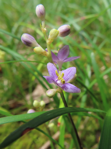 Lesser lilyturf (Liriope minor)