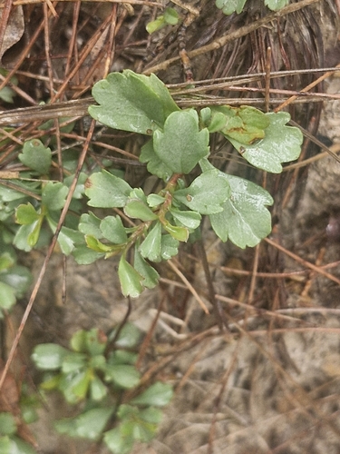 Wedge Guinea Flower (Hibbertia diffusa)