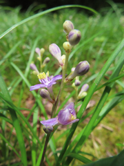 Liriope minor, photograph (c) Timur Kalininsky, some rights reserved (CC BY)