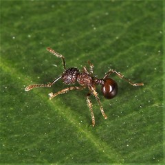 Pristomyrmex punctatus