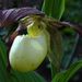 Kentucky Lady's Slipper - Photo (c) Rob Curtis, some rights reserved (CC BY-NC-SA), uploaded by Rob Curtis