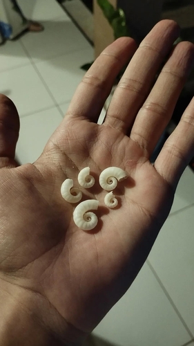 Spirula spirula