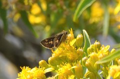 Atalopedes campestris huron