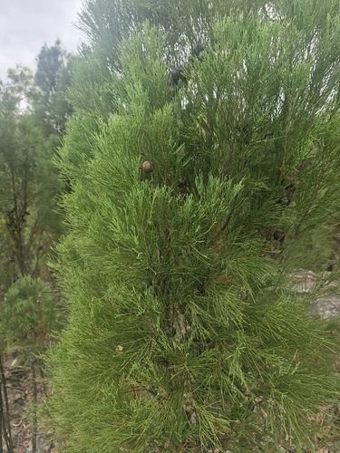 Illawarra cypress-pine (Callitris muelleri)