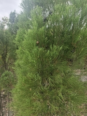 Callitris muelleri