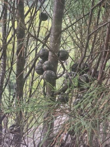 Callitris muelleri, photograph 3