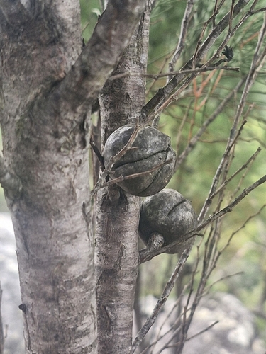 Callitris muelleri, photograph 4