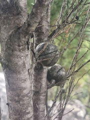 Callitris muelleri, photograph (c) ronavery, some rights reserved (CC BY)
