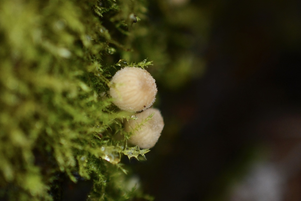 Coprinellus disseminatus · February 2026 · photo: © cryptomarasmius (iNaturalist, cc-by)