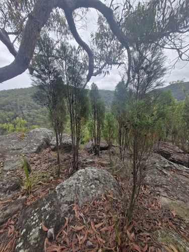 Callitris muelleri, photograph 5