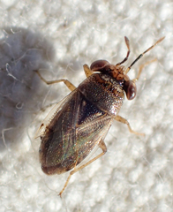 Geocoris punctipes