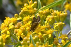 Atalopedes campestris huron