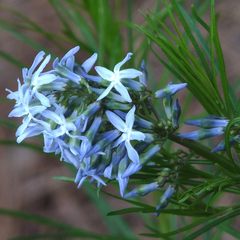 Amsonia hubrichtii