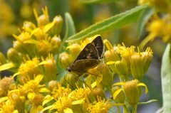 Atalopedes campestris huron