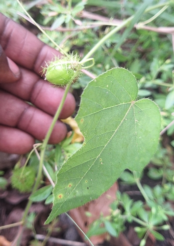 Stinking Passionflower