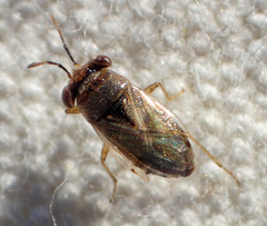 Geocoris punctipes