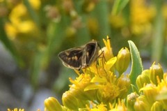 Atalopedes campestris huron