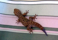 Phyllodactylus tuberculosus