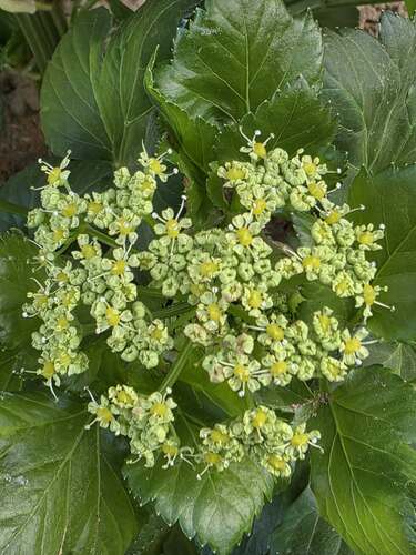 Alexanders