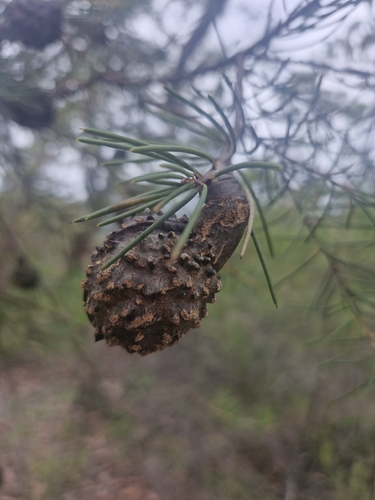 Hakea propinqua, photograph 5