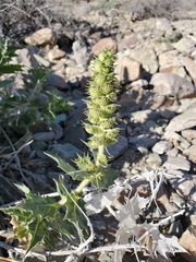 Ambrosia ilicifolia