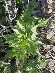 Ambrosia ilicifolia