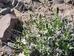 Ambrosia ilicifolia