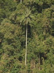 Ceroxylon quindiuense