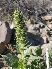 Ambrosia ilicifolia